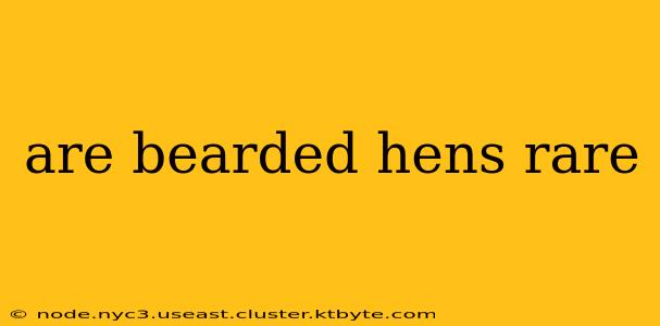 are bearded hens rare