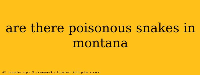 are there poisonous snakes in montana