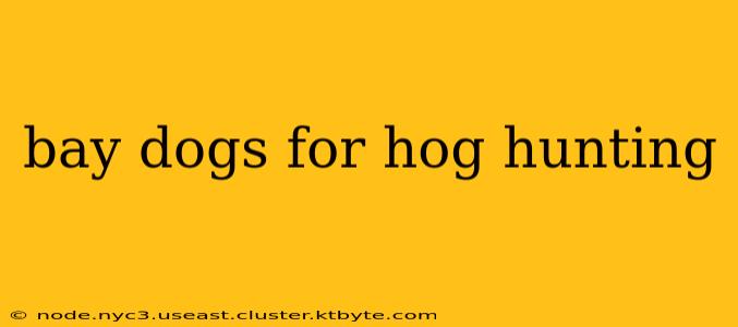 bay dogs for hog hunting