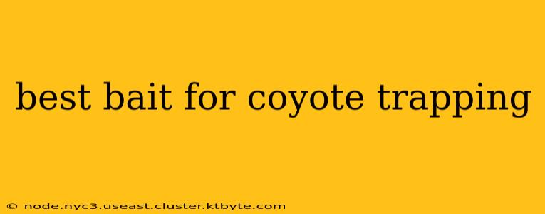 best bait for coyote trapping