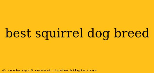 best squirrel dog breed