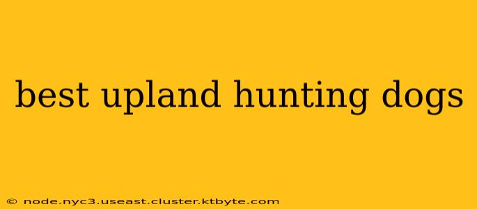 best upland hunting dogs