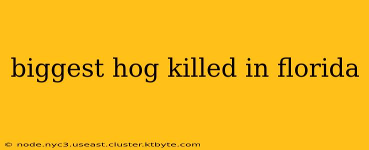 biggest hog killed in florida