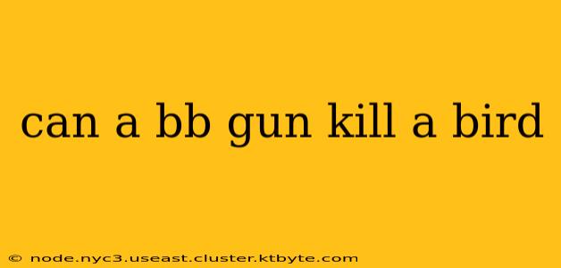 can a bb gun kill a bird