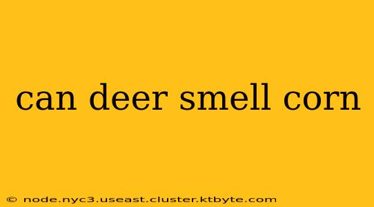 can deer smell corn