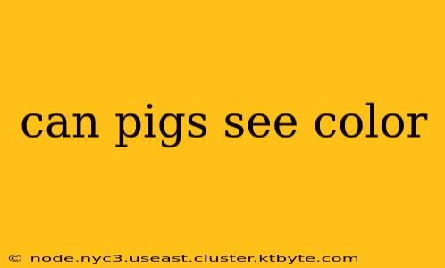 can pigs see color