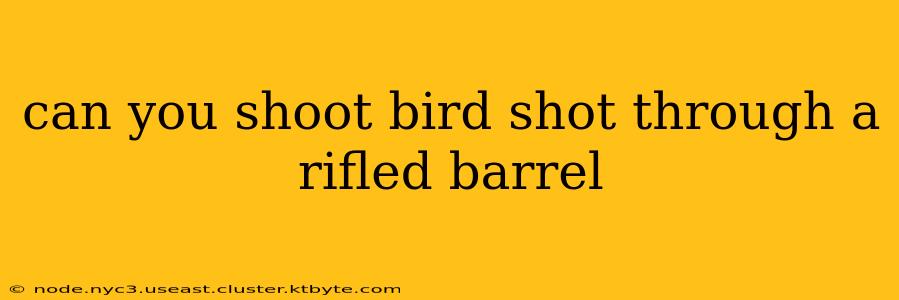 can you shoot bird shot through a rifled barrel