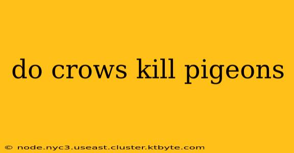 do crows kill pigeons