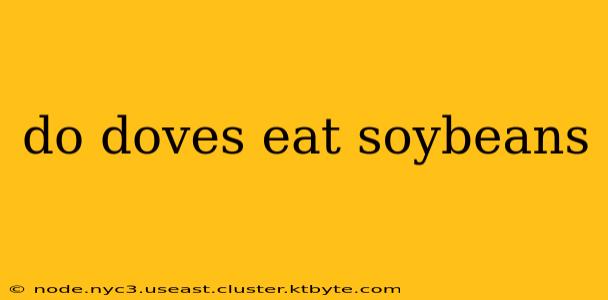 do doves eat soybeans