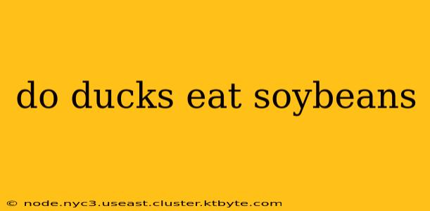 do ducks eat soybeans