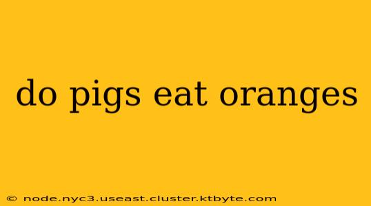 do pigs eat oranges