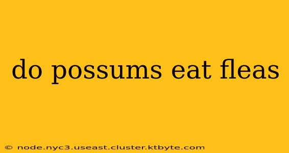 do possums eat fleas