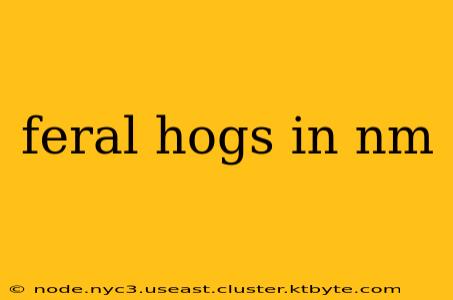 feral hogs in nm