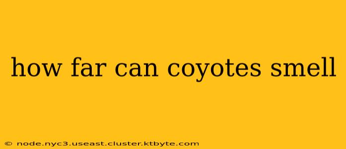 how far can coyotes smell