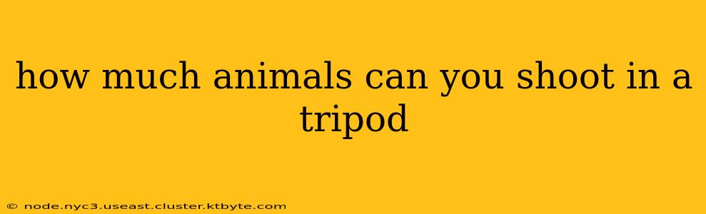 how much animals can you shoot in a tripod