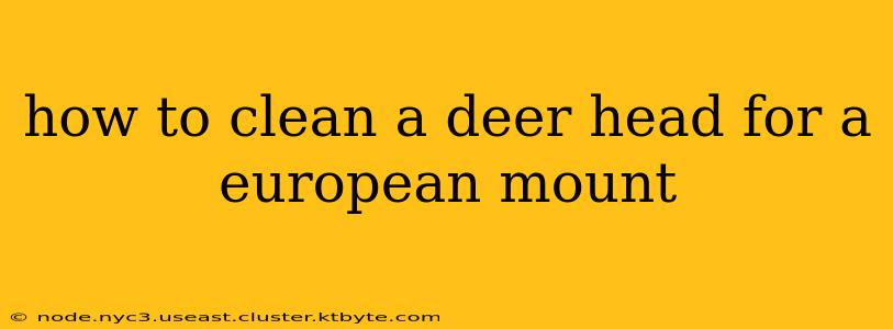 how to clean a deer head for a european mount