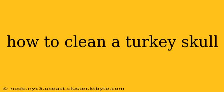 how to clean a turkey skull