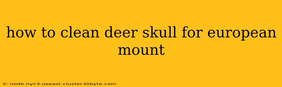 how to clean deer skull for european mount