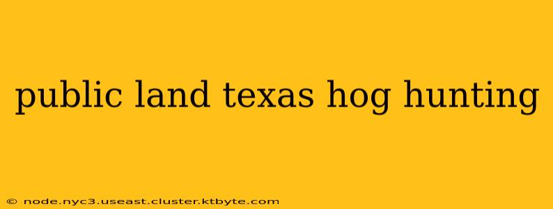 public land texas hog hunting