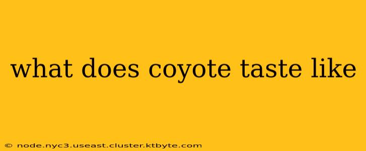 what does coyote taste like