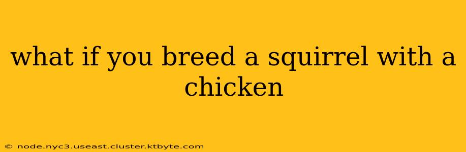 what if you breed a squirrel with a chicken