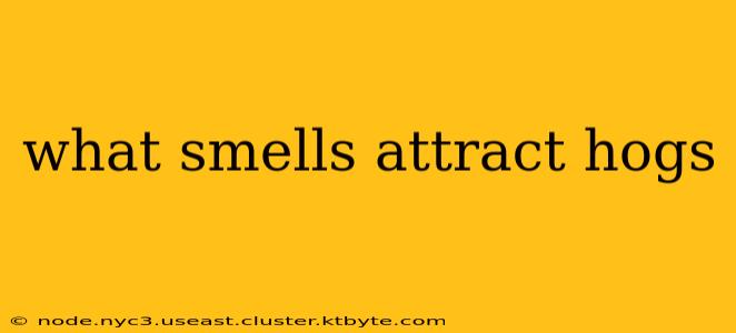 what smells attract hogs