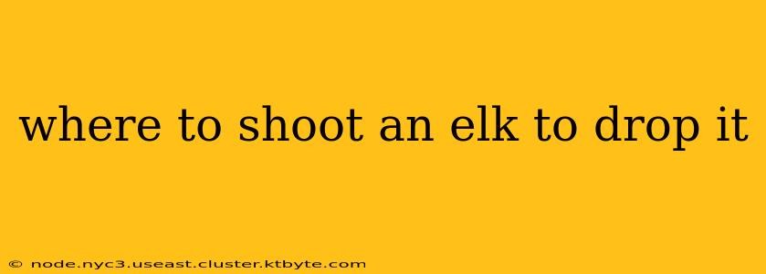 where to shoot an elk to drop it