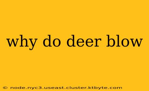 why do deer blow