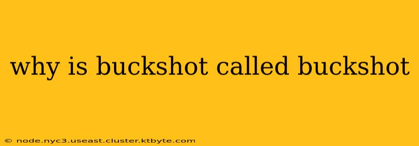 why is buckshot called buckshot